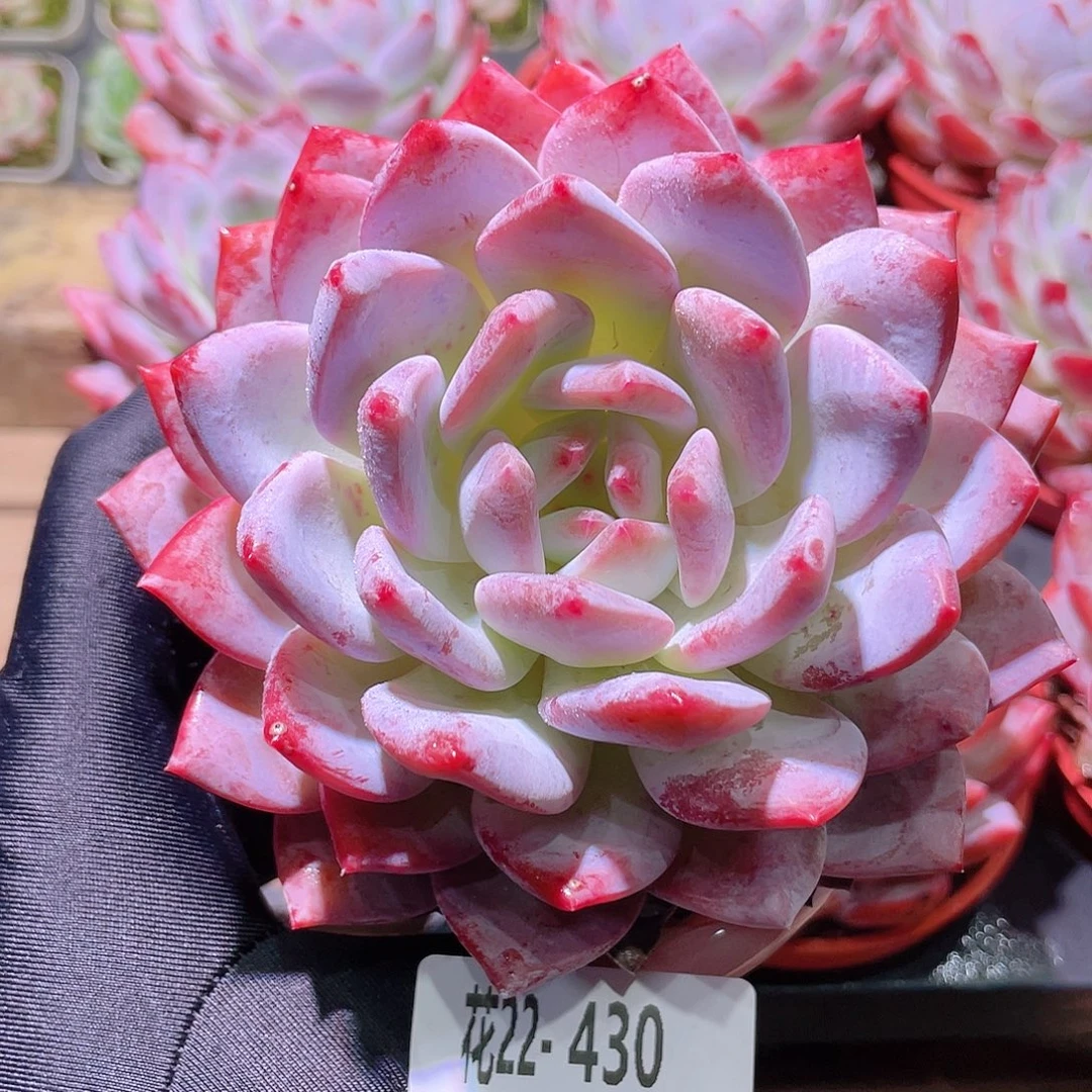 花利美22-430橙梦露