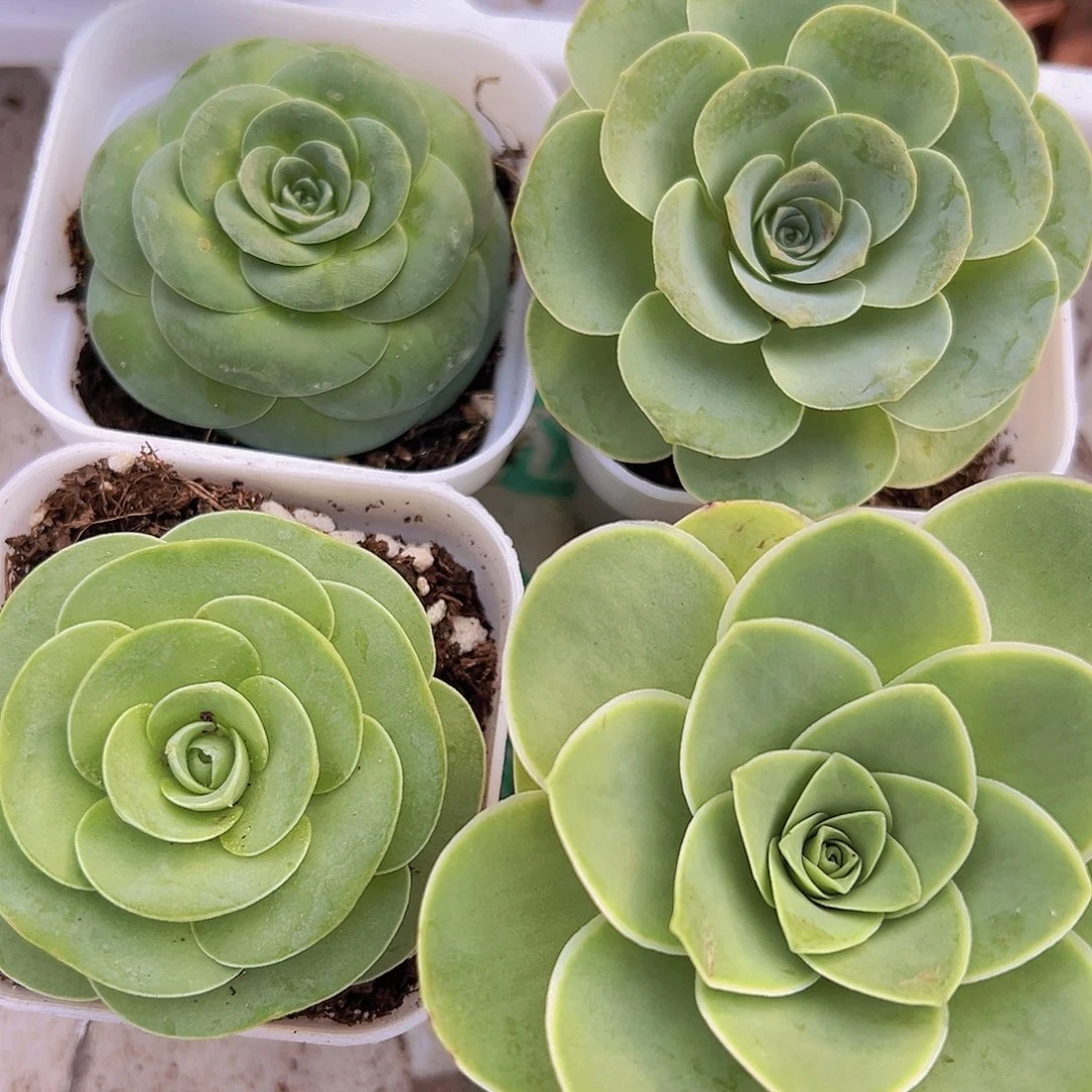 玫瑰组合4颗16包邮多肉