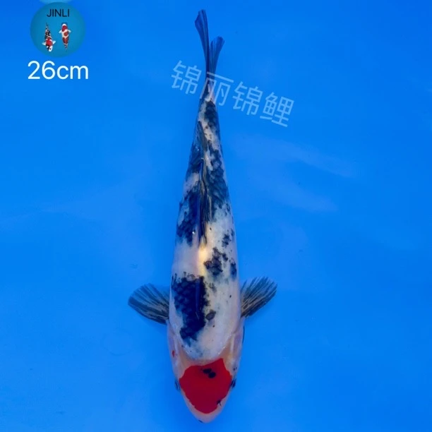 正宗纯种丹顶丹三锦鲤活体鸿运当头一点红招财观赏鱼~（顺丰到付）
