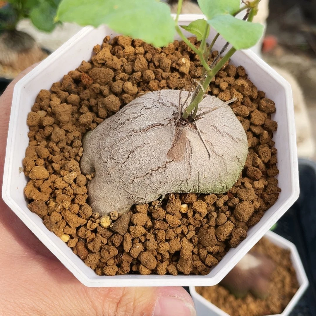 象足龟666666666666