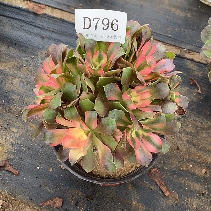 796香妃多肉母本处理