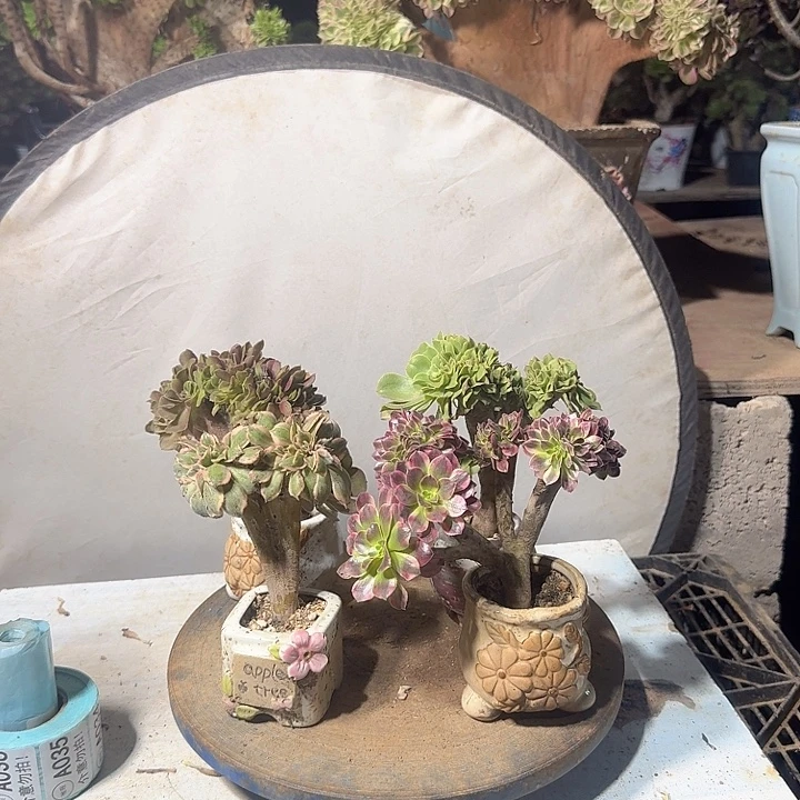 那***弃4颗小老桩迷你小缀