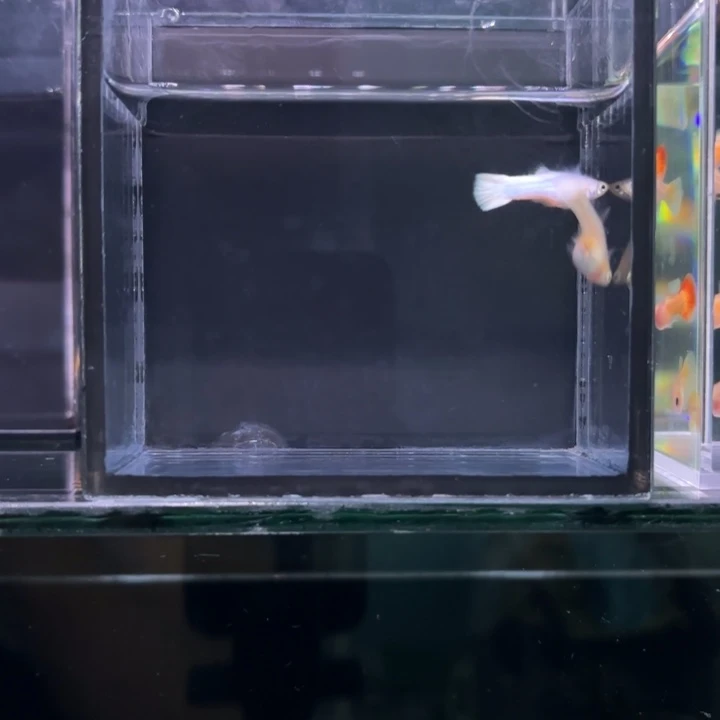 孔雀鱼斯里兰卡瓷白一对1