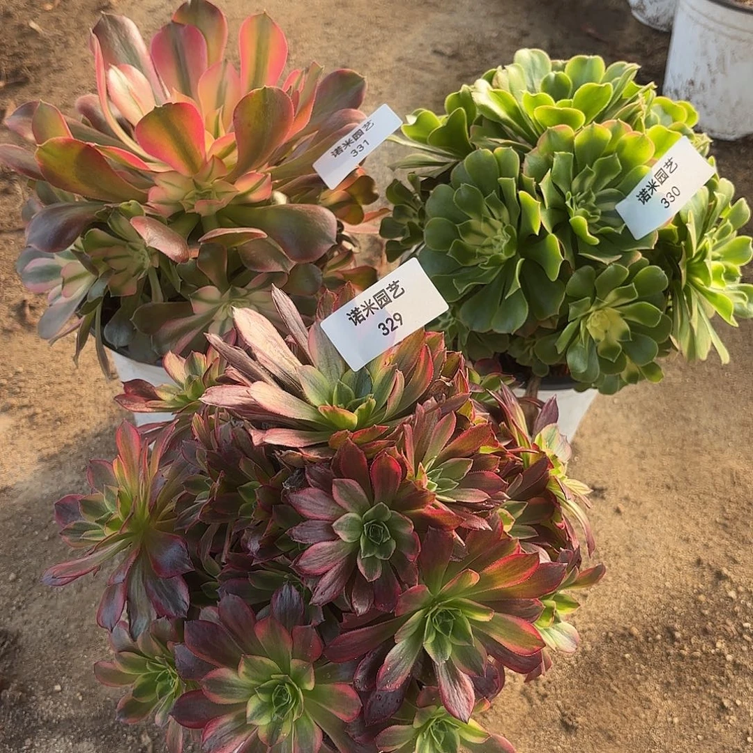 新尼亚香妃安娜多肉植物329-330-331