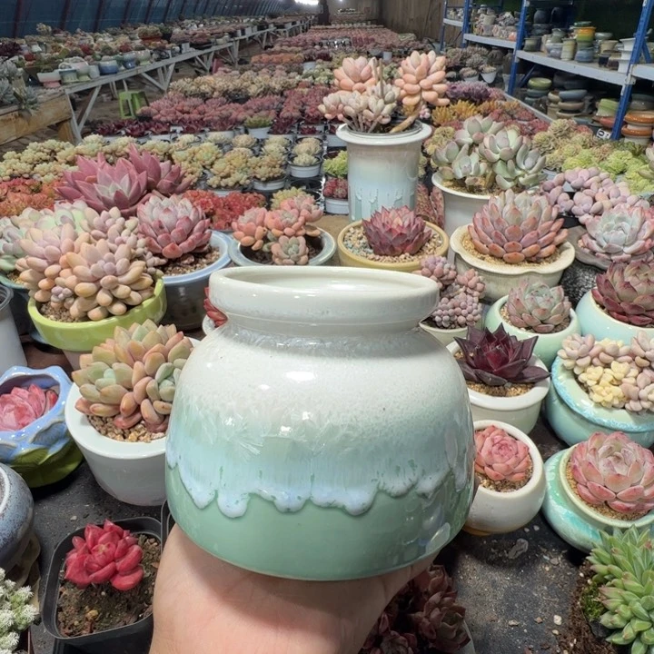特价花盆满50发货内口8