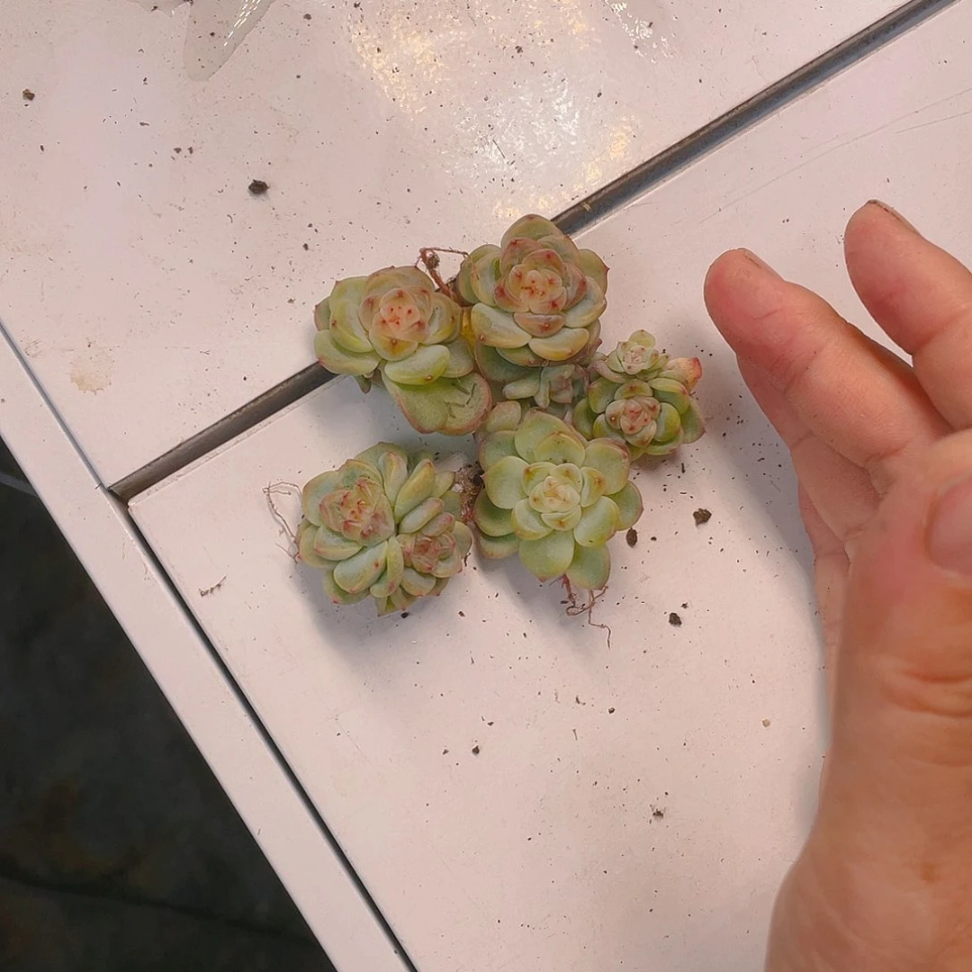 阳阳甜心状态穴一个满25包邮