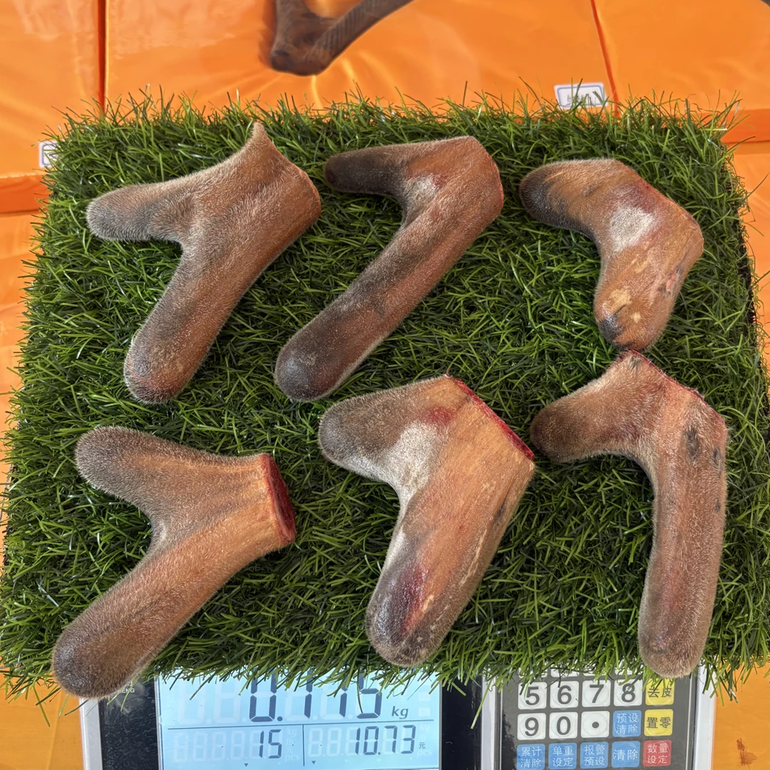 鹿茸东北整枝（根据克重调整价格后再下单）可煲汤泡酒炖菜二杠福利