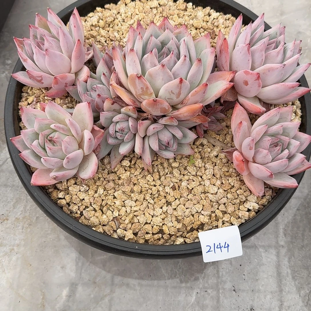 2144卡杂多肉植物