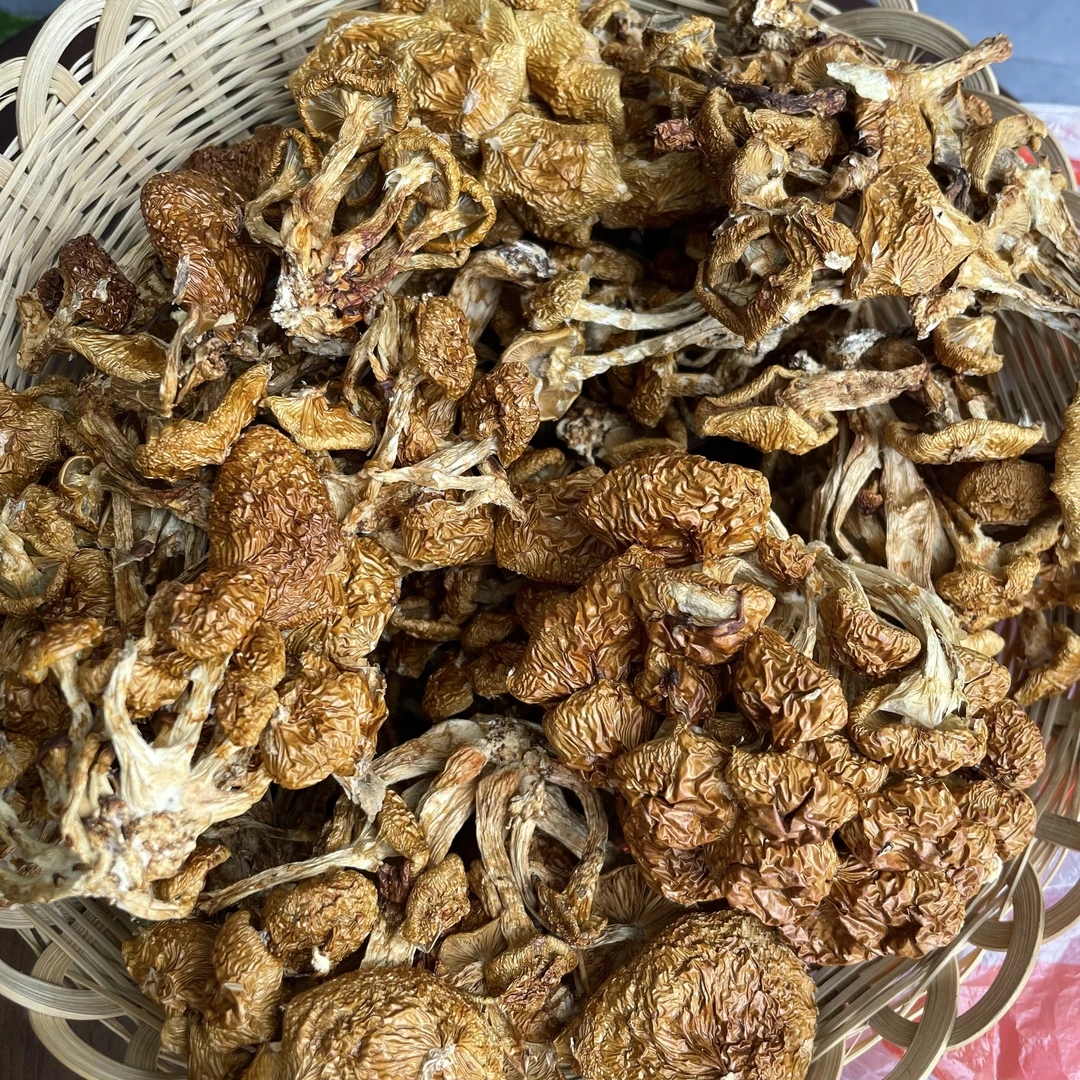 白河菇滑子菇脆嫩鲜爽当季新货自然原味道 500g