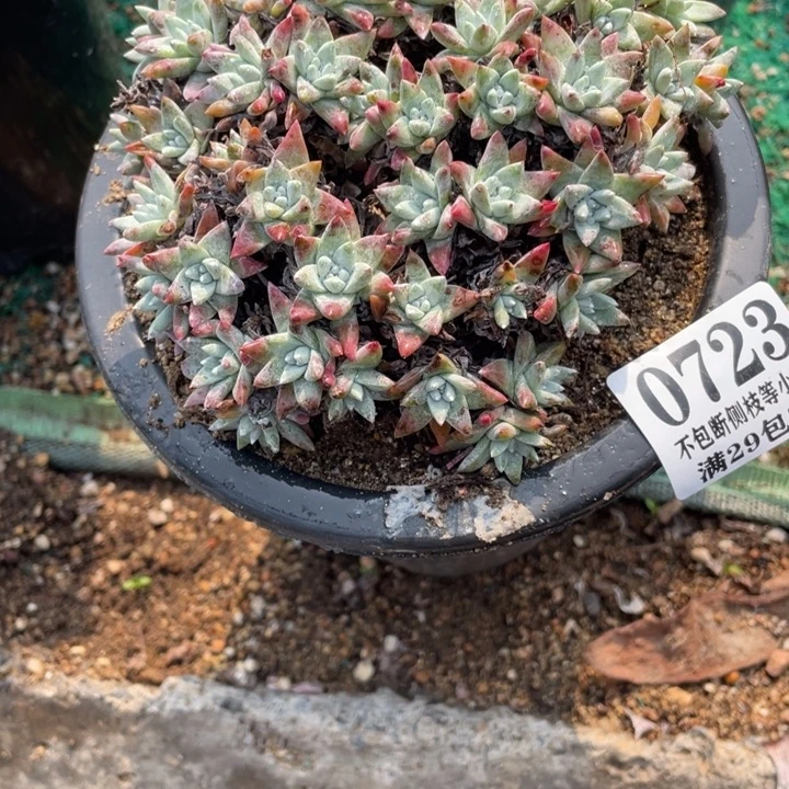 723号白菊多肉植物老庄