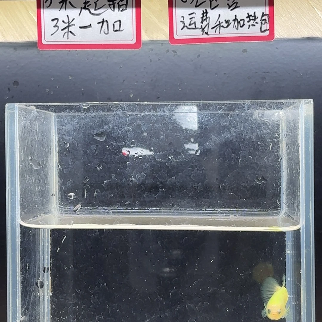 斗鱼泰国斗鱼母鱼可繁殖