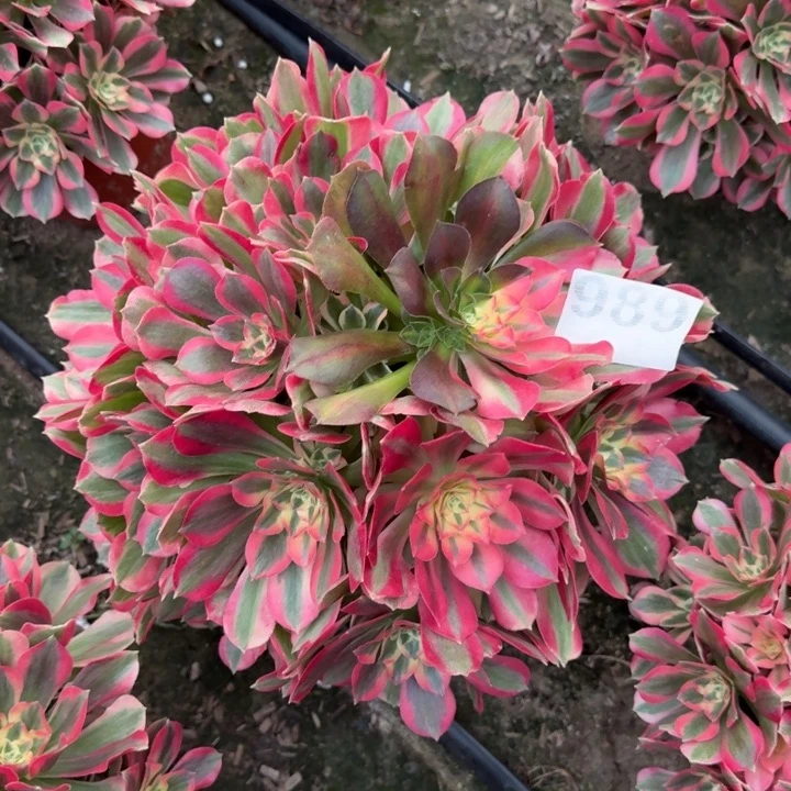 粉女郎多肉989号多肉法师