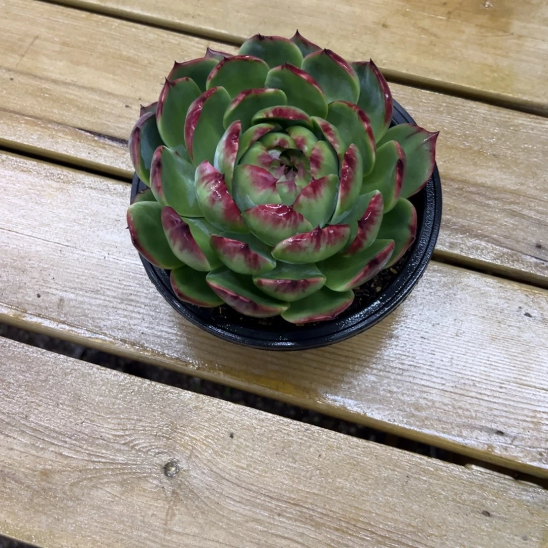 幸***满抽奖七折福利惊鸿仙子多肉