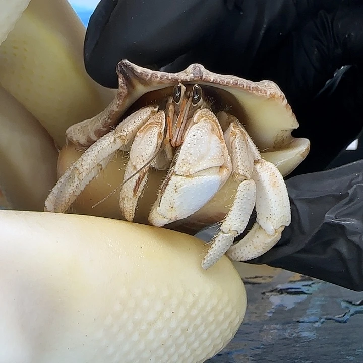 A22西沙灰白1.8cm口径
