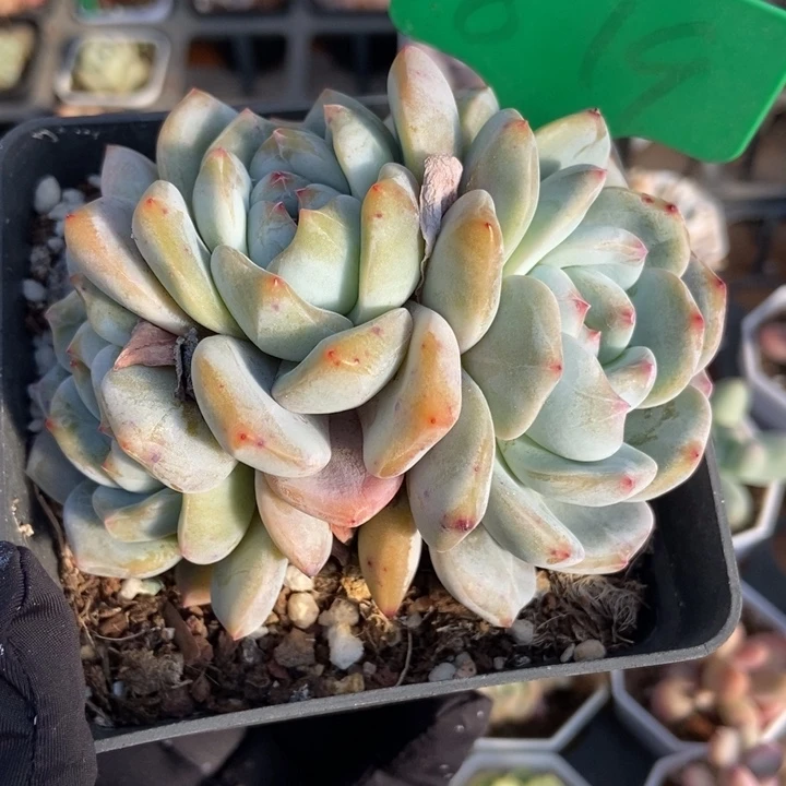 879星影多肉植物保护