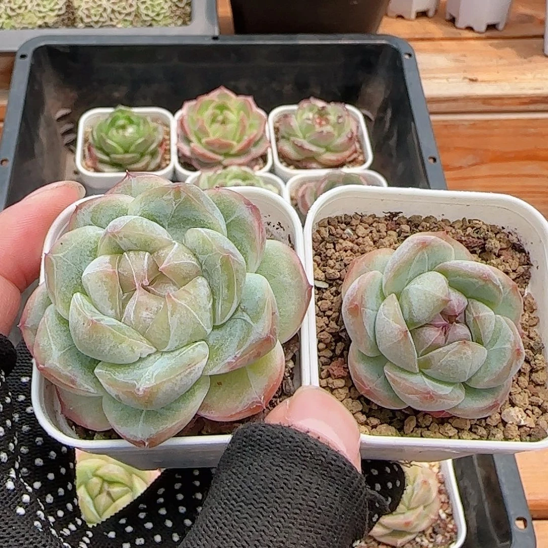 初****多肉0818-283珍妮