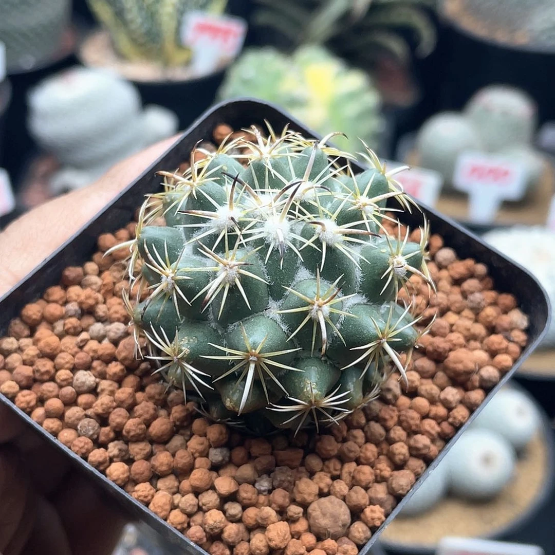 实生钢钉 微瑕仙人球