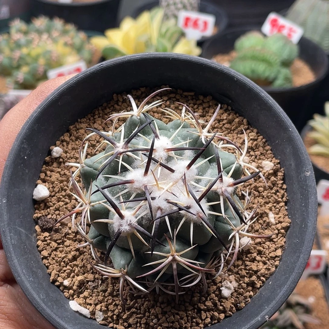 雪顶黑刺钢钉 带盆土包邮