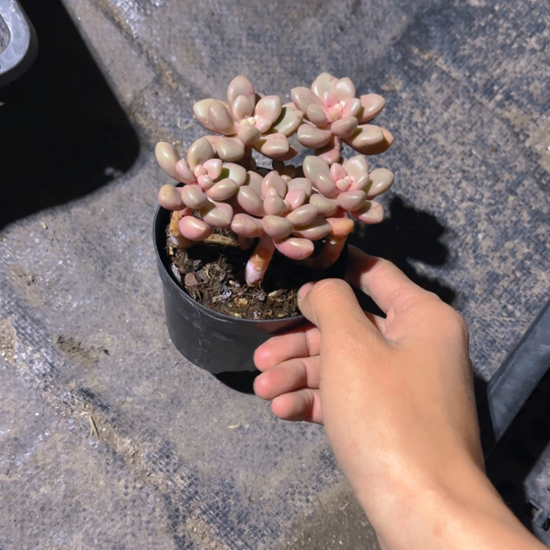 福利新家包邮老桩