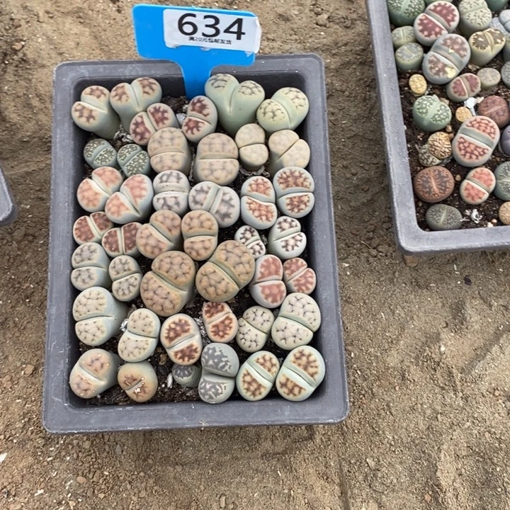 紫***7生石花等植物和补价换盆634