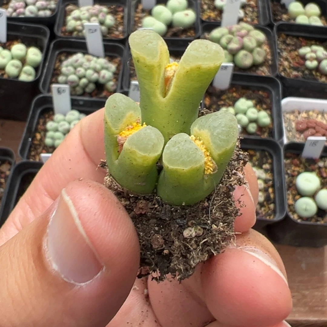 18-136肉锥多肉植物，