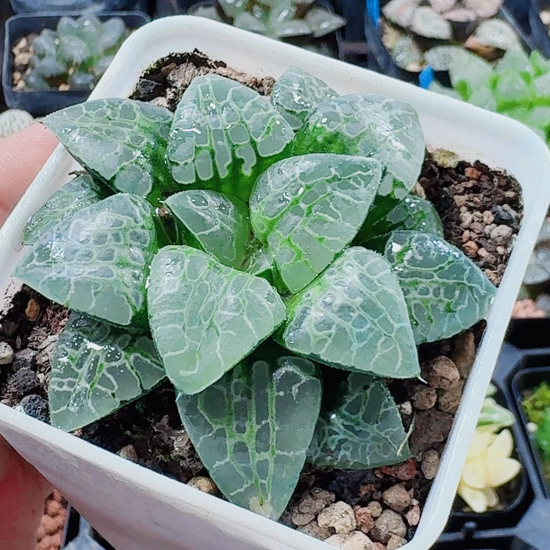 我***子无花朵十二卷 生生不息 新粉福利