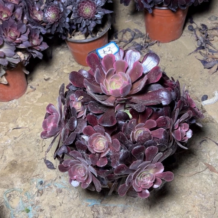 多肉植物爱神法师53号