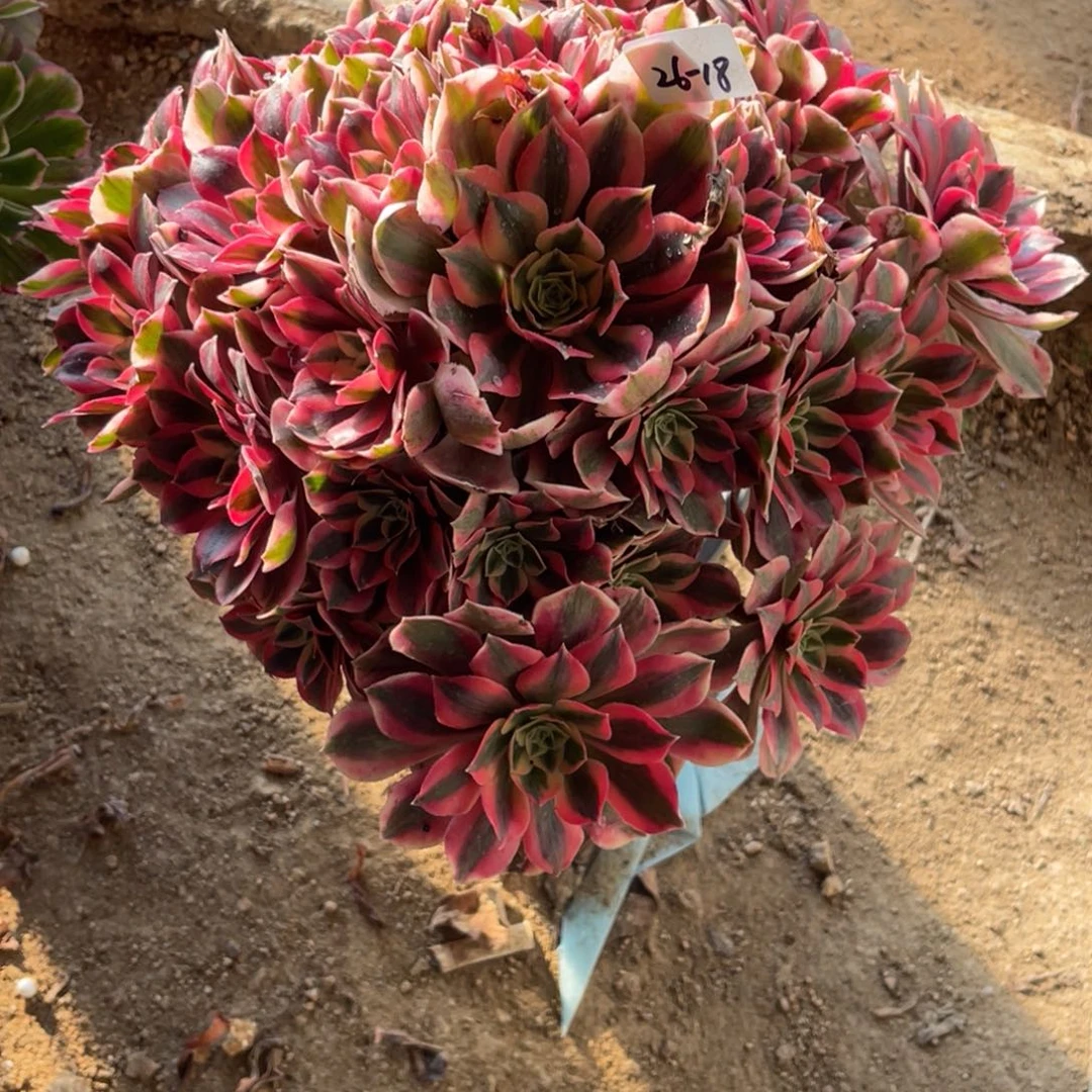 12-26-18粉女妖法师锦