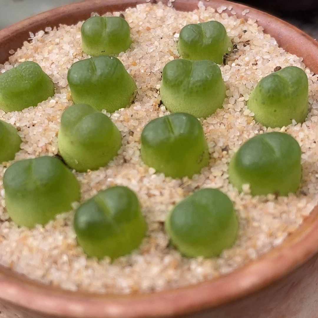 雪茄一颗发货带老皮