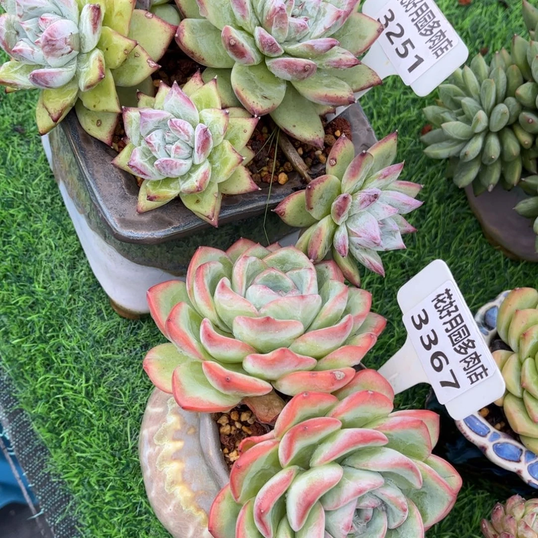 S***o多肉植物3251、3367