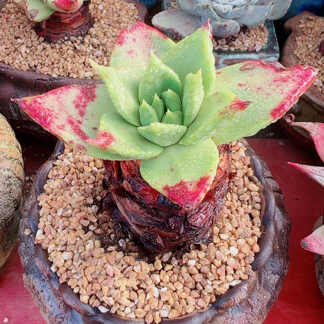 9393坎黛仙女杯多肉