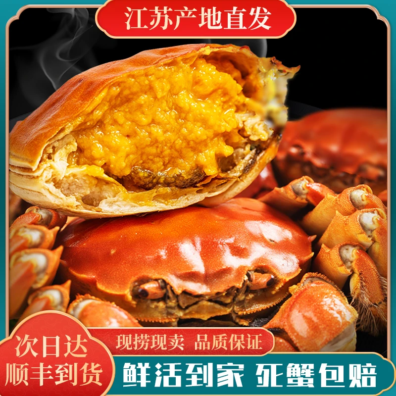 【活蟹】江苏河蟹 母蟹2.2-2.5两/只 到手8只 鲜活现捞 明天到
