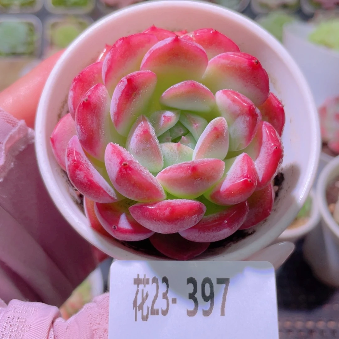 花利美23-397新品