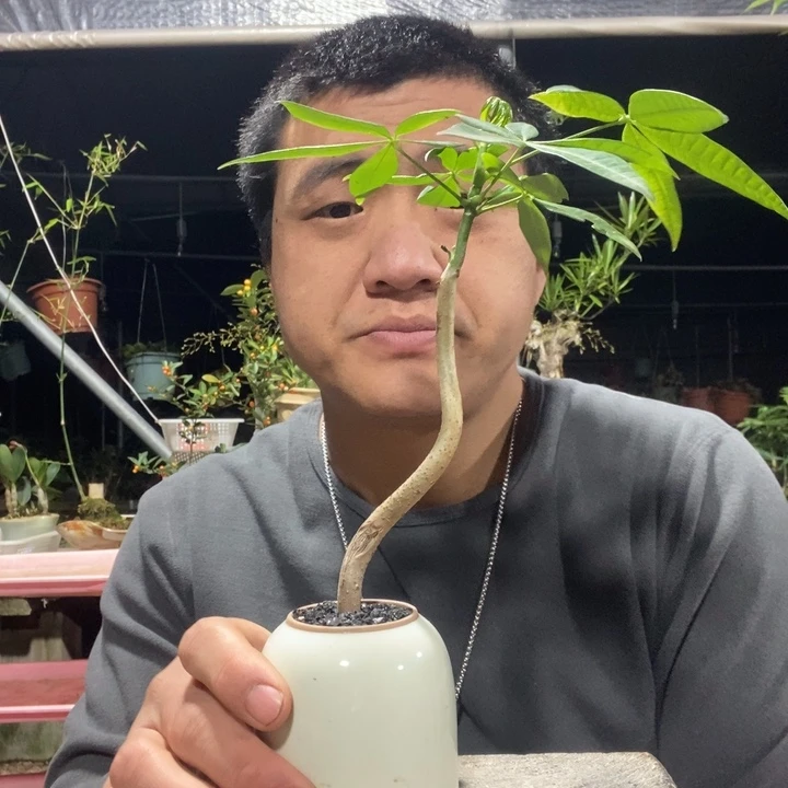 以实际为准盆景绿植盆栽114