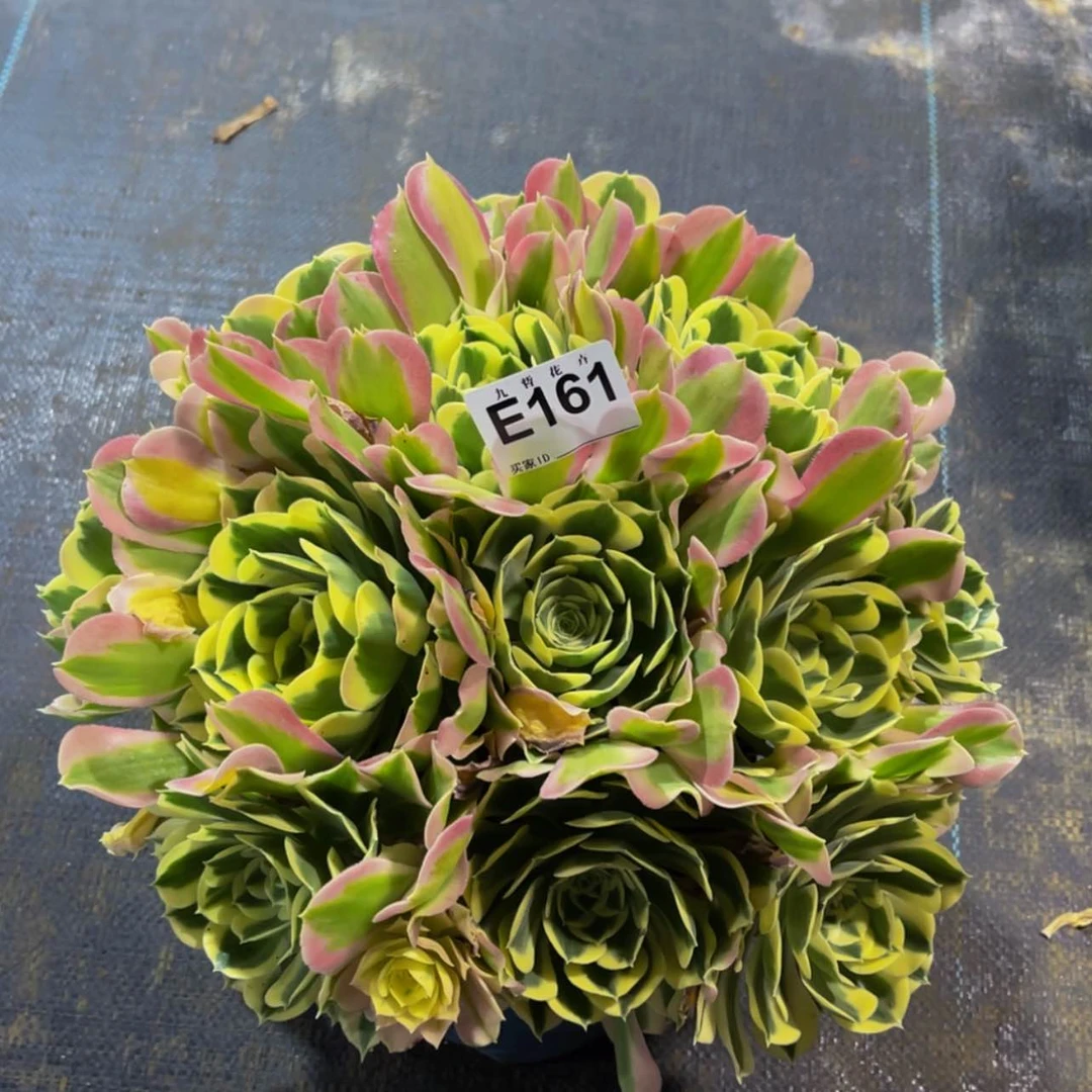 【闪购商品】16100