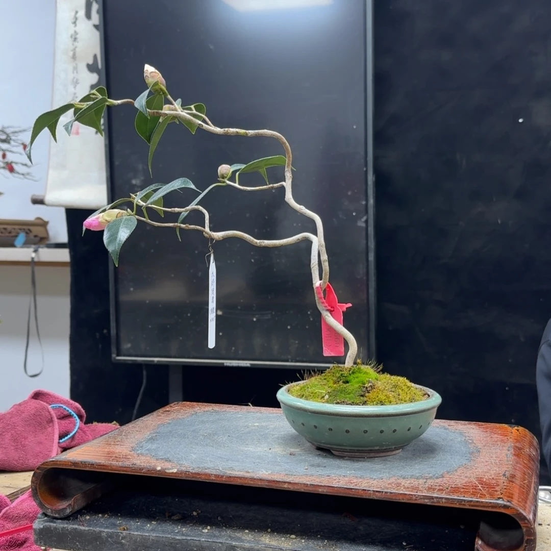 盆景不包邮顺丰到付啊*582