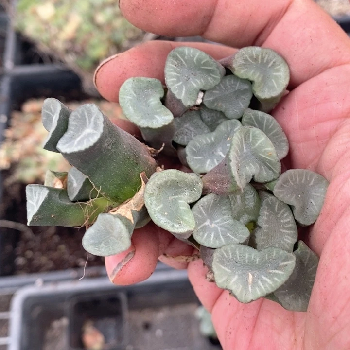 你***了1466。 福利。