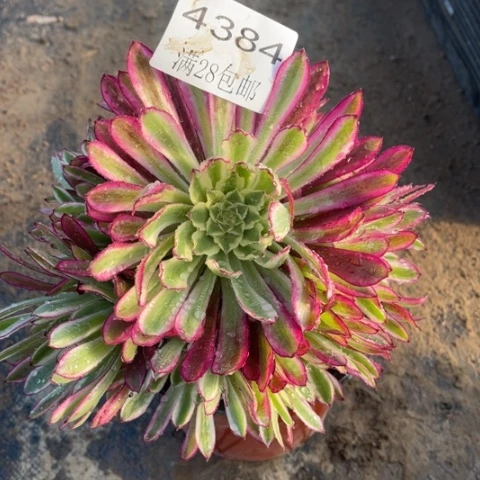 浪仙多肉多肉4384