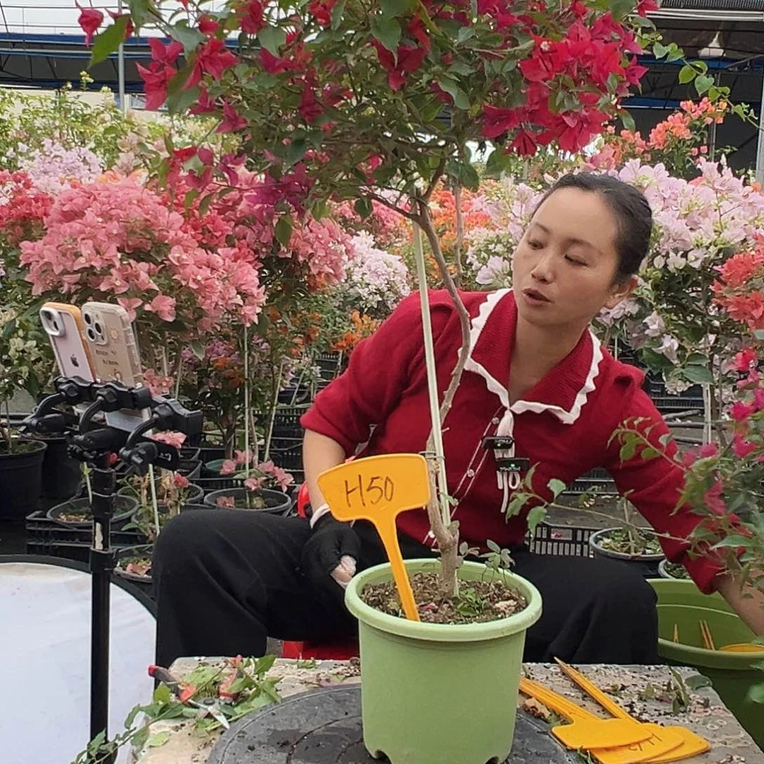 柔***柔大部分花苞少量开放H50酒红桑巴