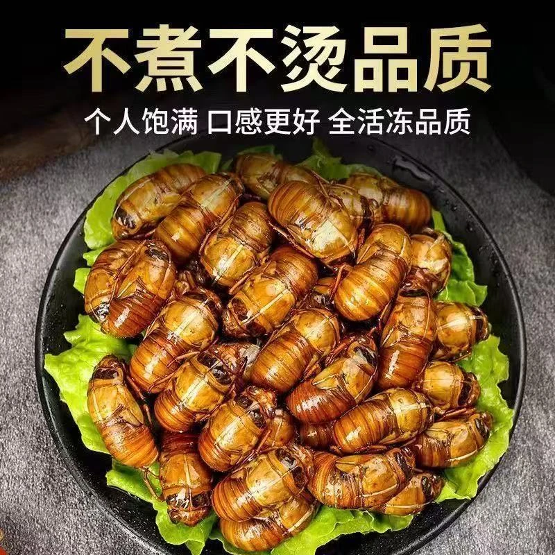 苏北特产2025当季大金婵活体速冻爬叉猴油炸知了
