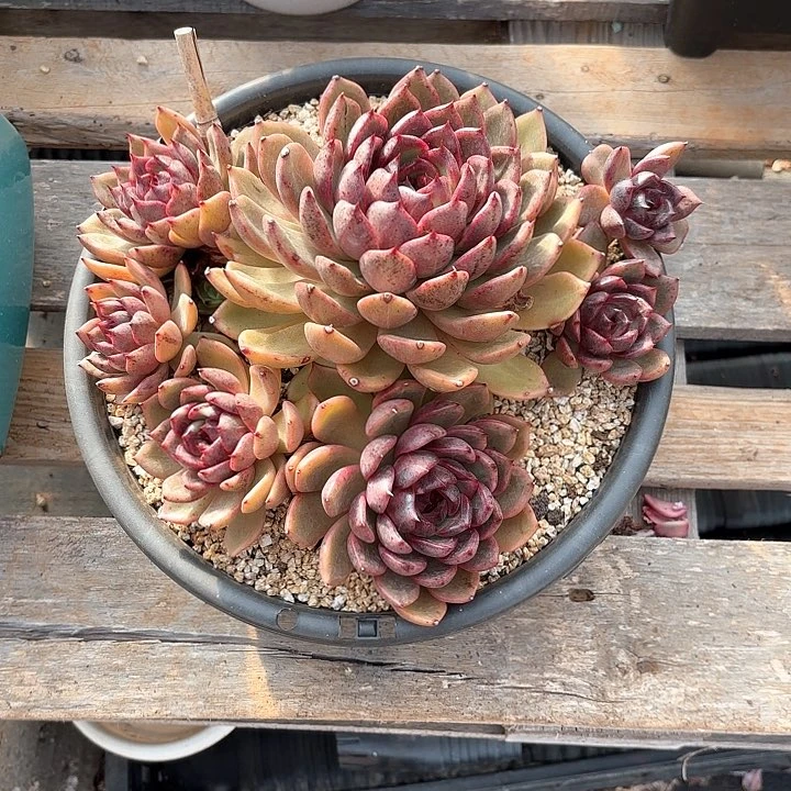 雾*男多肉植物，紫水晶