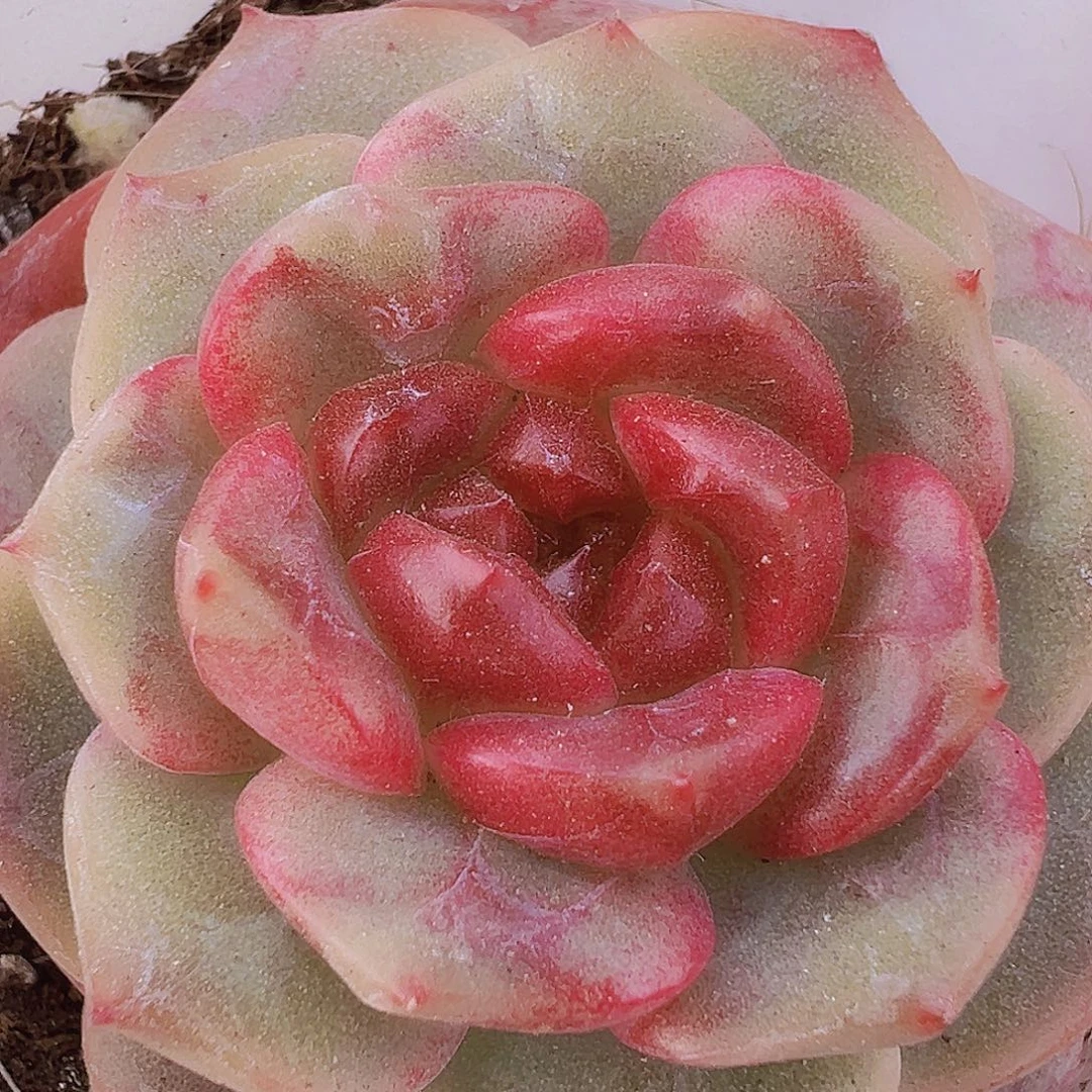 冰糖葫芦19包邮多肉植物