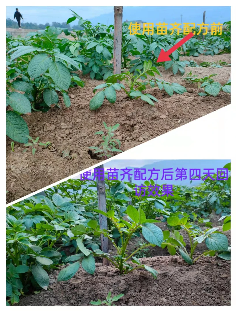 水淹水溶，大小苗配方苗期齐朵朵一套5桶水水溶肥料水溶肥料西瓜