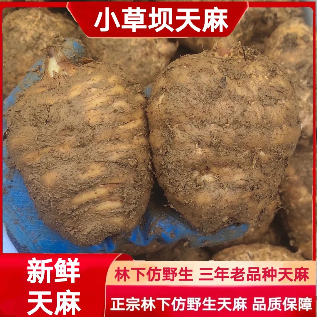 滇品源药业小草坝新鲜天麻新鲜林下仿野生乌天麻适合送礼佳品