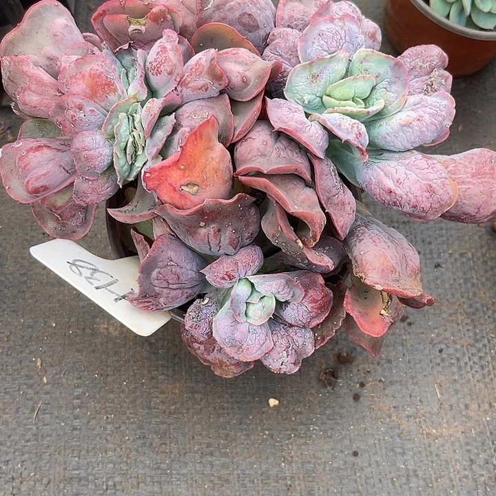 冰***淋两单包邮，一物一拍138