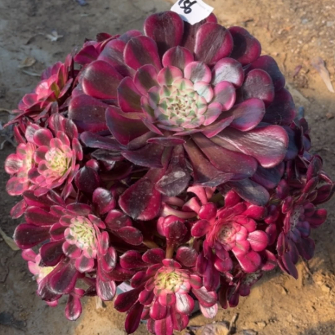 【闪购商品】156红铜白多肉法师