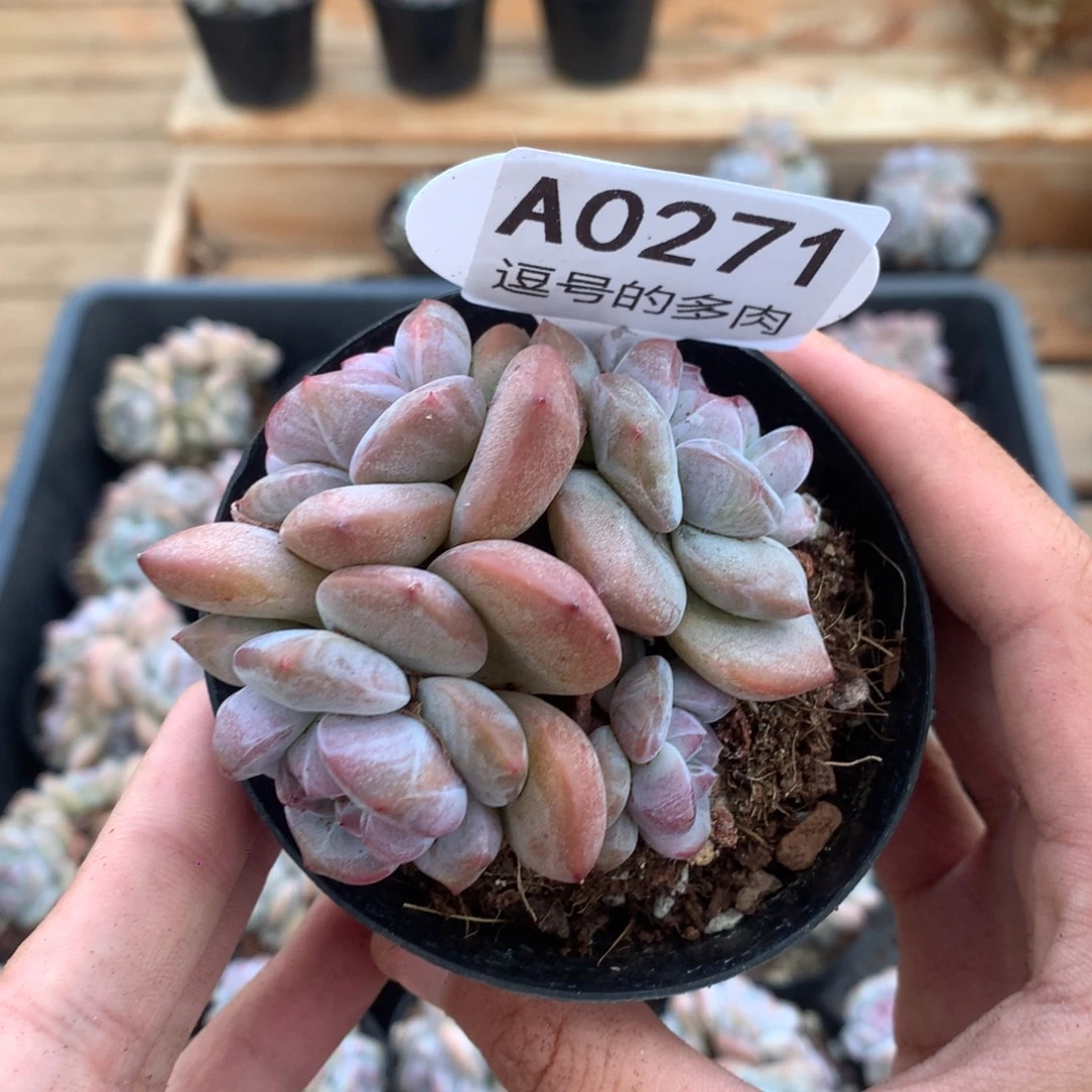 A0271 特价突尼斯 有砍 7.5cm