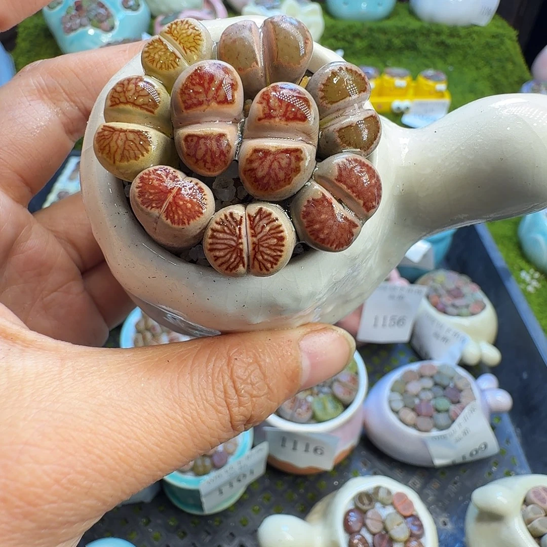 多肉植物福利冲1160