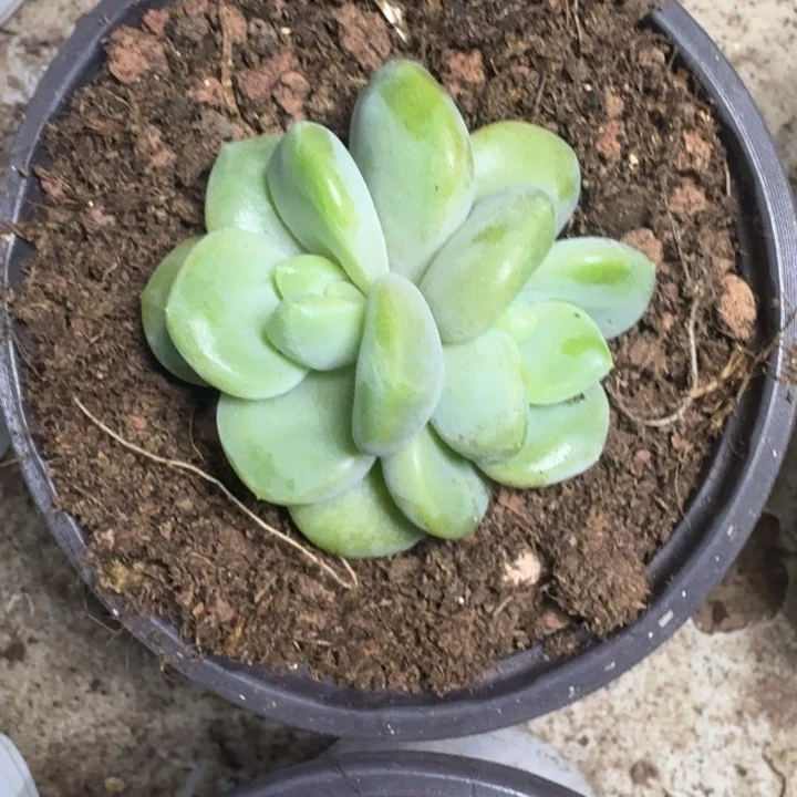 芒果冰 双头 一物一拍