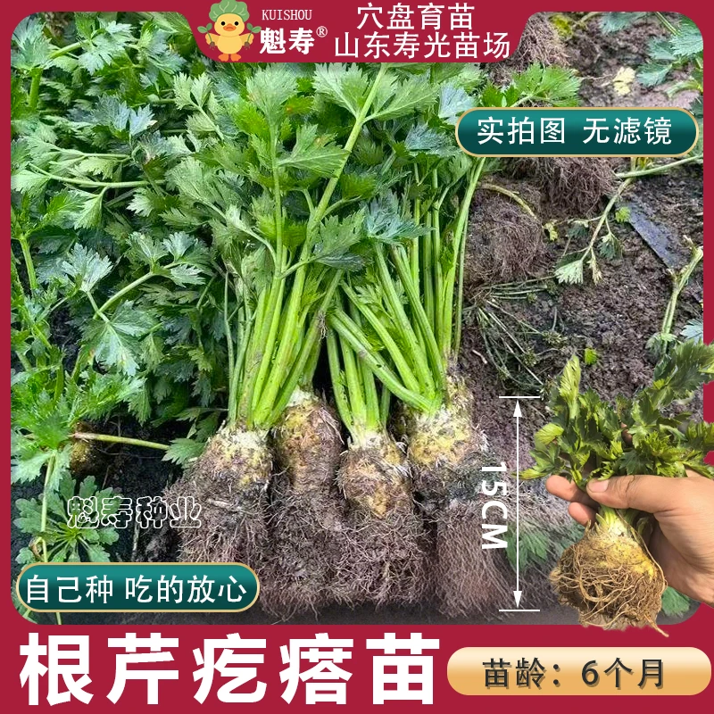 根芹球根芹疙瘩苗山东地中海根芹耐寒秋冬蔬菜正宗根芹老桩